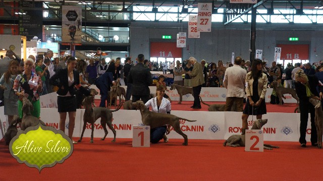 Indya podczas World Dog Show
