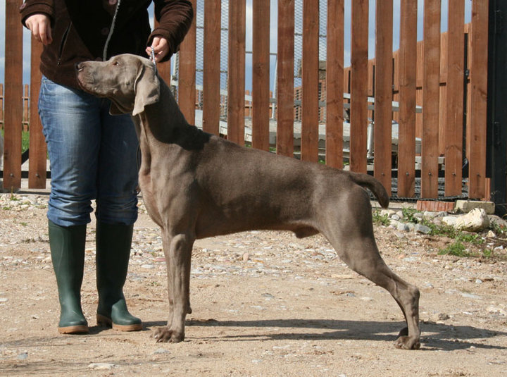 Miot A — Danton Atria Cordis