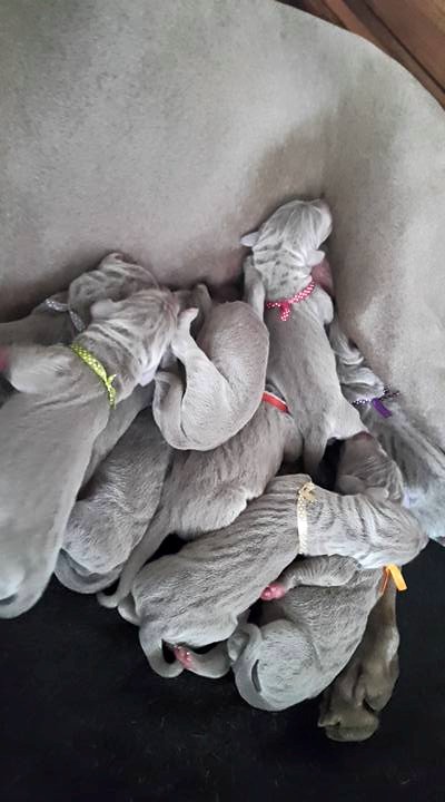 Miot A — Puppies Weimaraners Litter A
