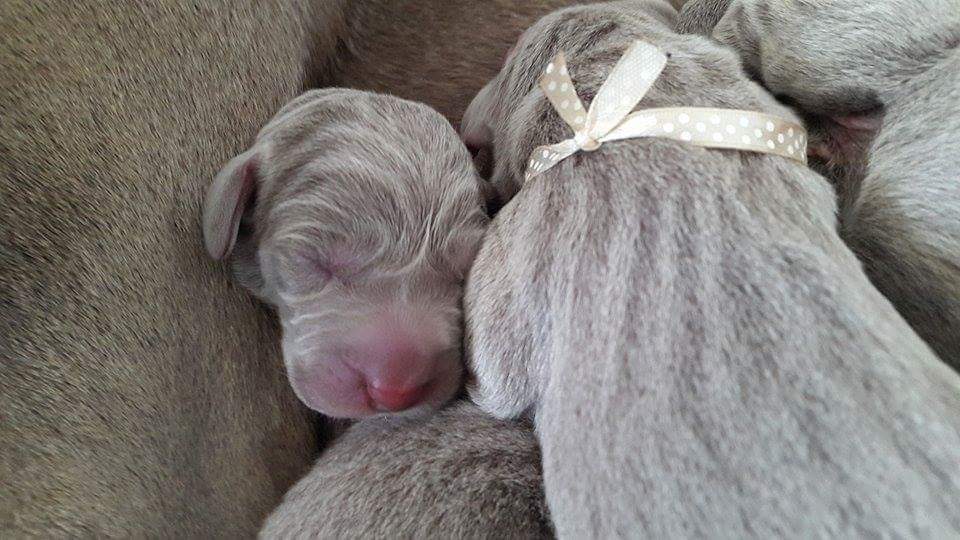 Miot A — Puppies Weimaraners Litter A