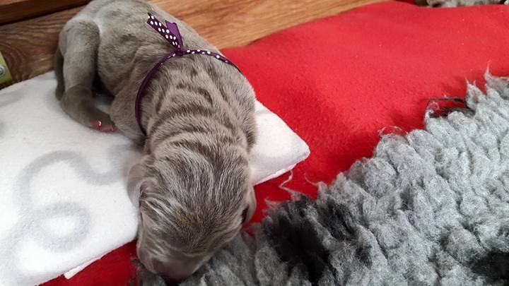 Miot A — Puppies Weimaraners Litter A