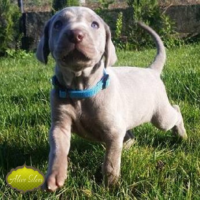 Miot A — Puppies Weimaraners Litter A/1 Month