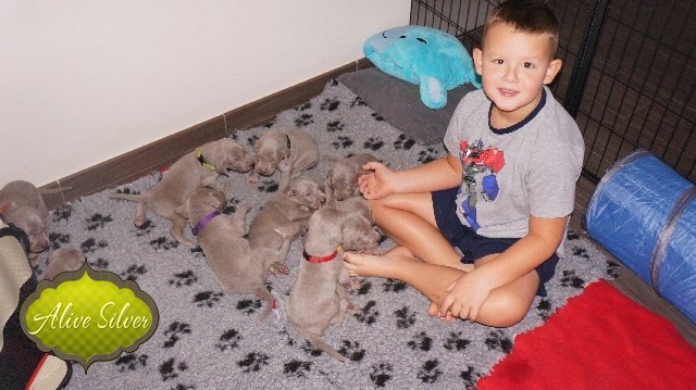 Miot A — Puppies Weimaraners Litter A/1 Month