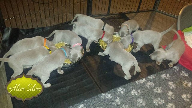 Miot A — Puppies Weimaraners Litter A/1 Month