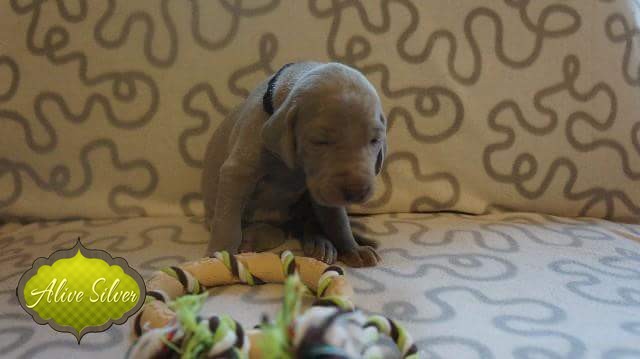 Miot A — Puppies Weimaraners Litter A/1 Month