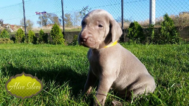 Miot A — Puppies Weimaraners Litter A/1 Month