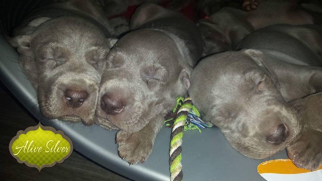 Miot A — Puppies Weimaraners Litter A/1 Month