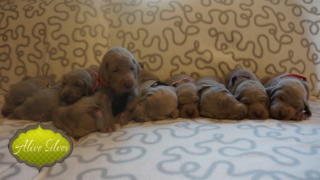 Miot A — Puppies Weimaraners Litter A/1 Month