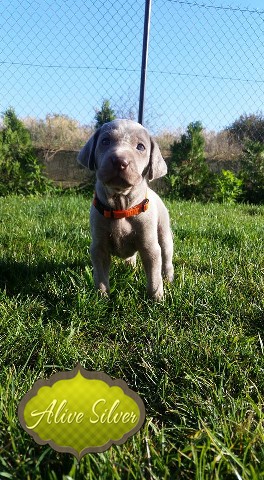 Miot A — Puppies Weimaraners Litter A/1 Month