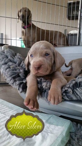 Miot A — Puppies Weimaraners Litter A/1 Month