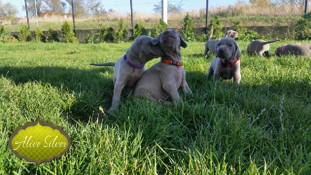 Miot A — Puppies Weimaraners Litter A/1 Month