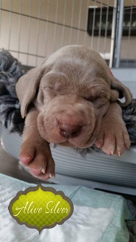 Miot A — Puppies Weimaraners Litter A/1 Month