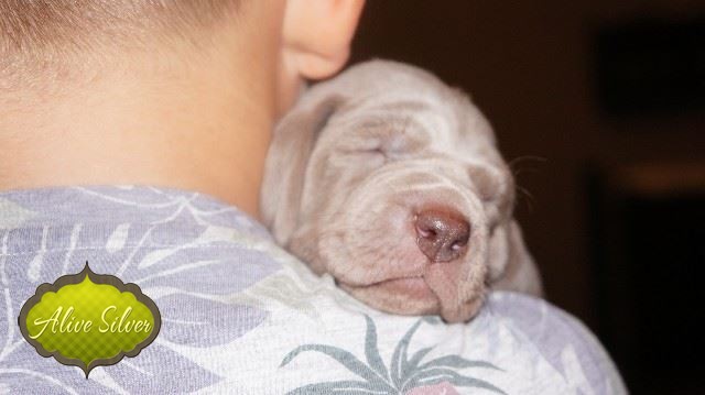 Miot A — Puppies Weimaraners Litter A/1 Month