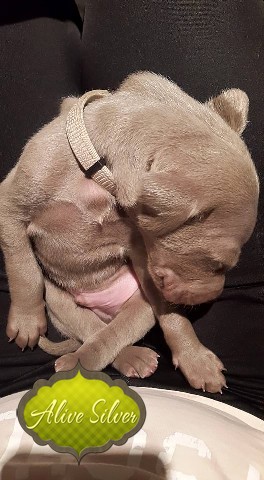 Miot A — Puppies Weimaraners Litter A/1 Month