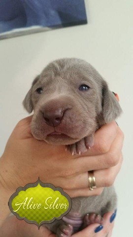 Miot A — Puppies Weimaraners Litter A/1 Month