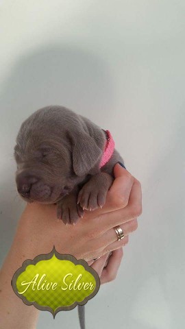 Miot A — Puppies Weimaraners Litter A/1 Month