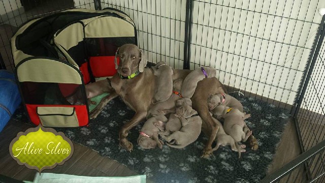 Miot A — Puppies Weimaraners Litter A/1 Month
