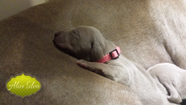 Miot A — Puppies Weimaraners Litter A/1 Month