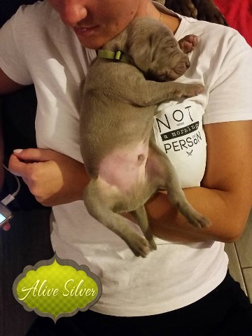Miot A — Puppies Weimaraners Litter A/1 Month