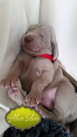 Miot A — Puppies Weimaraners Litter A/1 Month