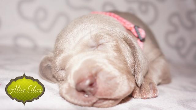 Miot A — Puppies Weimaraners Litter A/1 Month