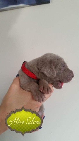 Miot A — Puppies Weimaraners Litter A/1 Month