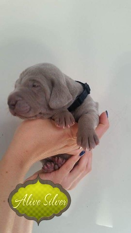 Miot A — Puppies Weimaraners Litter A/1 Month