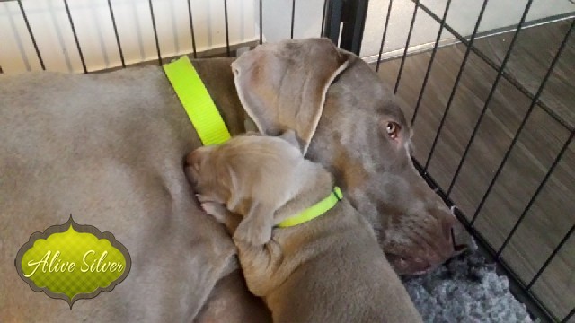 Miot A — Puppies Weimaraners Litter A/1 Month