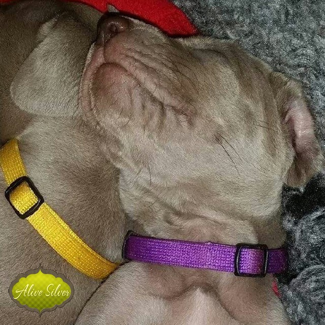 Miot A — Puppies Weimaraners Litter A/1 Month