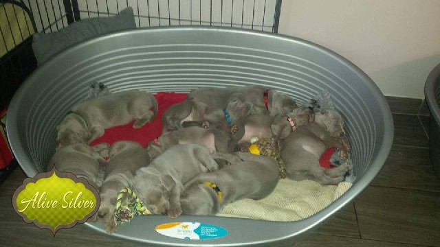 Miot A — Puppies Weimaraners Litter A/1 Month