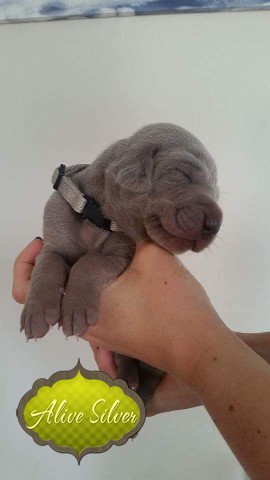 Miot A — Puppies Weimaraners Litter A/1 Month