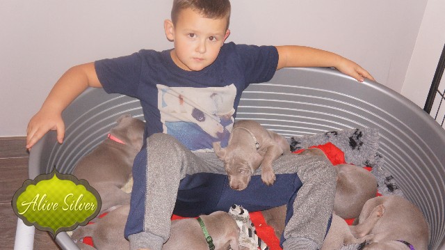 Miot A — Puppies Weimaraners Litter A/30 Days