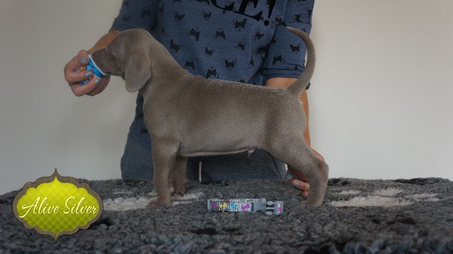 Miot A — Puppies Weimaraners Litter A/30 Days