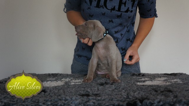 Miot A — Puppies Weimaraners Litter A/30 Days