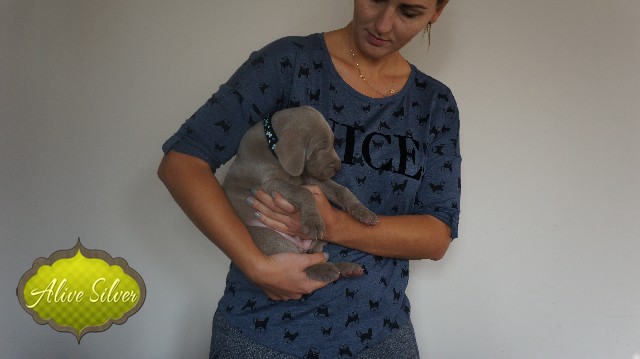Miot A — Puppies Weimaraners Litter A/30 Days