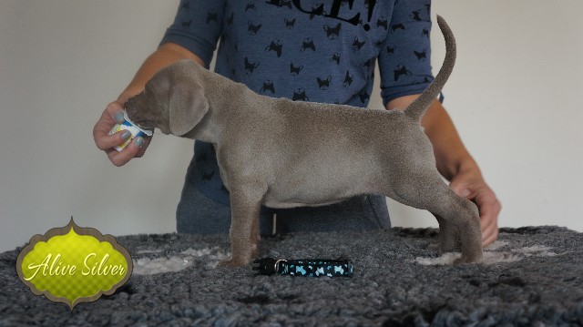 Miot A — Puppies Weimaraners Litter A/30 Days