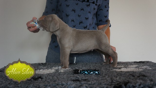 Miot A — Puppies Weimaraners Litter A/30 Days