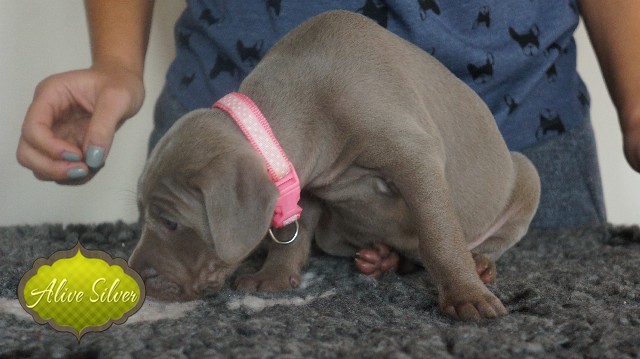 Miot A — Puppies Weimaraners Litter A/30 Days