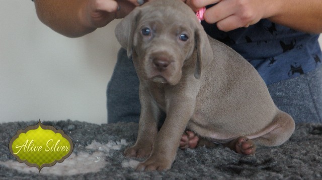 Miot A — Puppies Weimaraners Litter A/30 Days