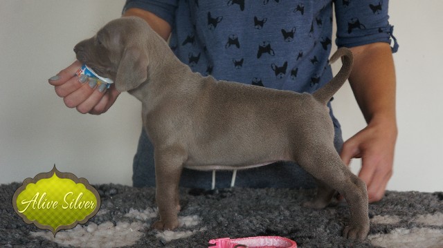 Miot A — Puppies Weimaraners Litter A/30 Days