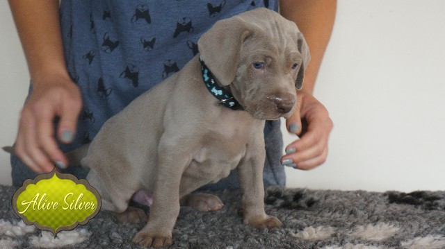 Miot A — Puppies Weimaraners Litter A/30 Days