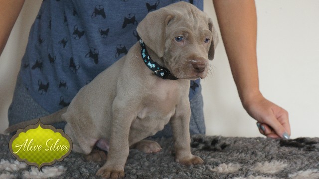 Miot A — Puppies Weimaraners Litter A/30 Days