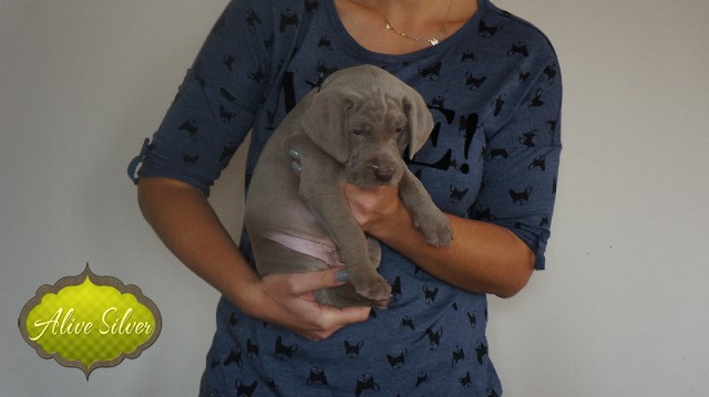 Miot A — Puppies Weimaraners Litter A/30 Days