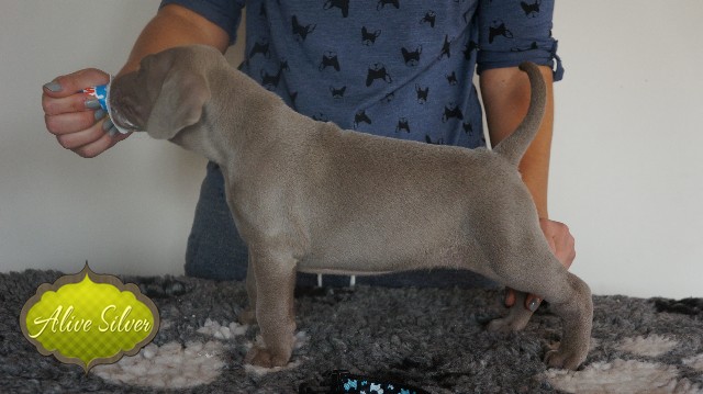 Miot A — Puppies Weimaraners Litter A/30 Days