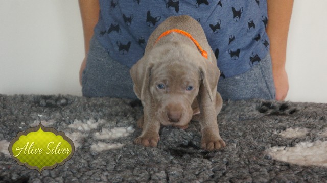 Miot A — Puppies Weimaraners Litter A/30 Days