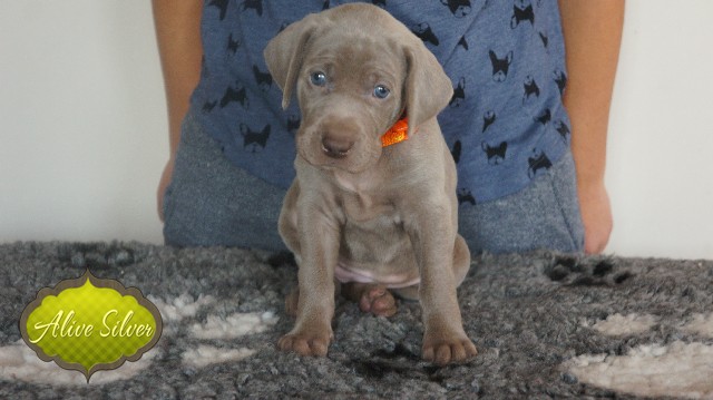 Miot A — Puppies Weimaraners Litter A/30 Days
