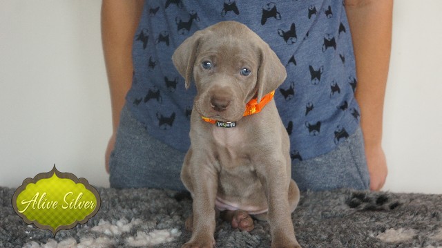 Miot A — Puppies Weimaraners Litter A/30 Days