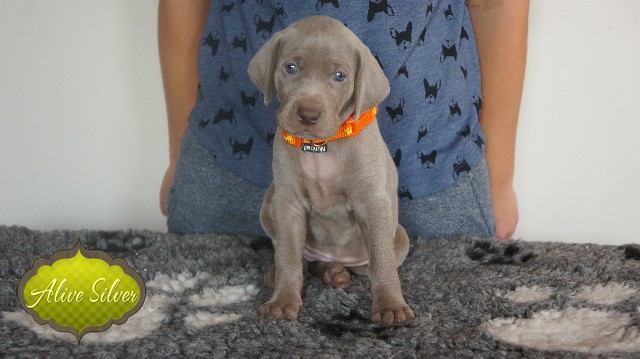 Miot A — Puppies Weimaraners Litter A/30 Days