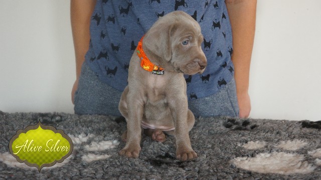 Miot A — Puppies Weimaraners Litter A/30 Days