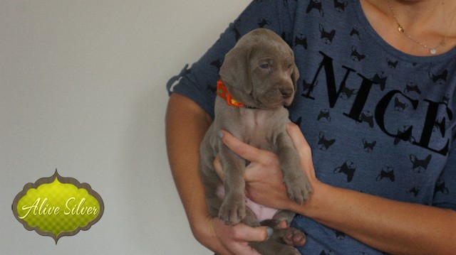 Miot A — Puppies Weimaraners Litter A/30 Days